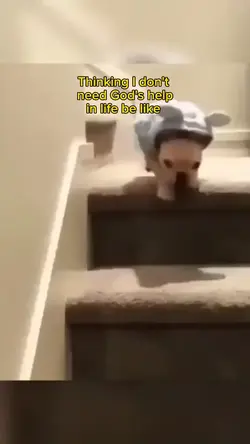 dog falling meme