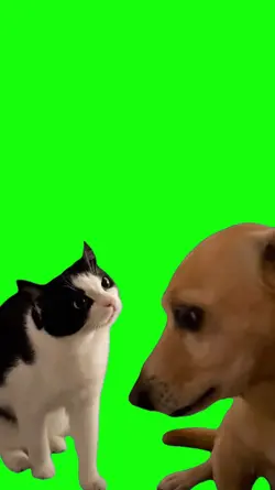 dog and cat