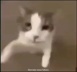 Gatinho 