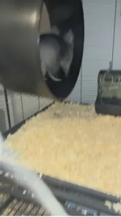 My chinchillas 