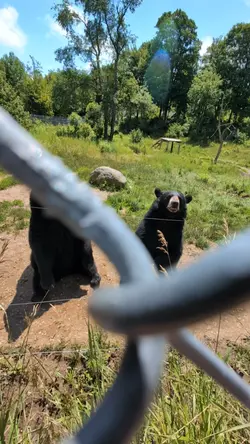BEAR DANCE EDM INTRO