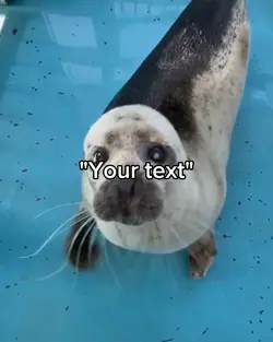 Seals 🦭 