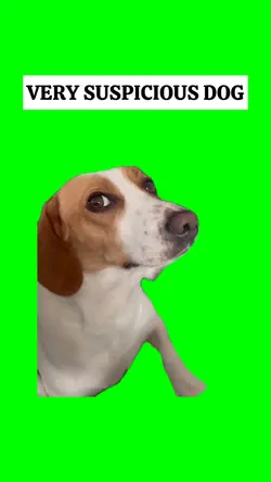 VERY SUSPICIOUS DOG