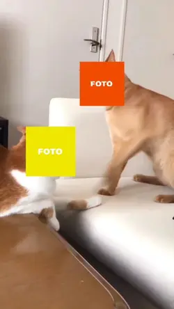  gatos brigando meme
