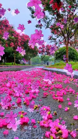 Petal rain