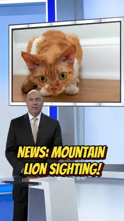 News: Your Cat