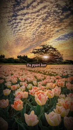 Sun ley zara 🧡