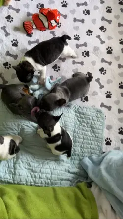 Puppies playing 
