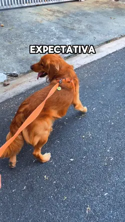 Passeio pet