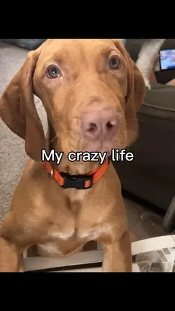 My crazy life