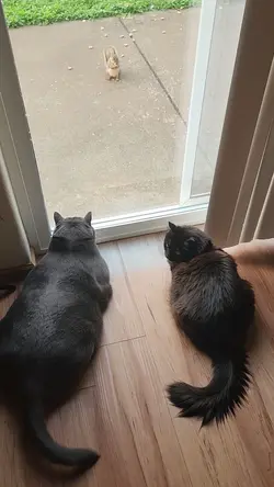 cute cat effect