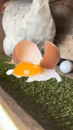 meme chicken egg