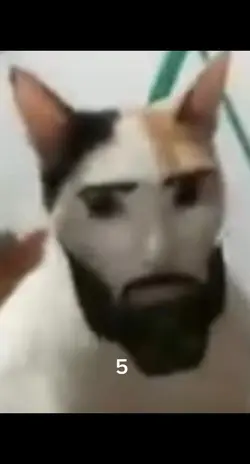 cat 🐈 