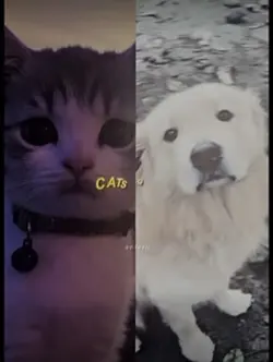 Cats or dogs??