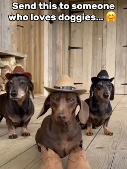 Dogs Dancin