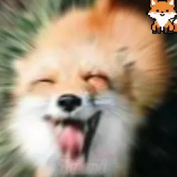 🦊✨raposa✨🦊