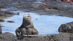 Galapagos