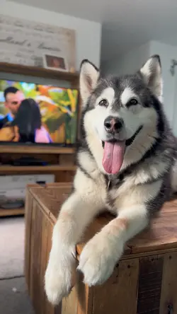 Dog Template Shorts