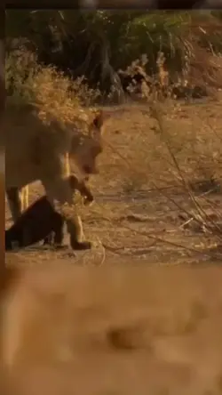 Lion cub story 