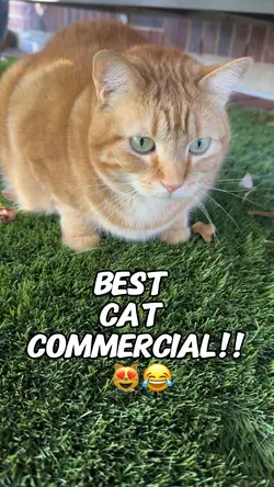 Best Cat Commercial!