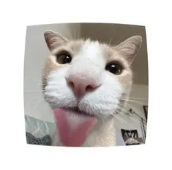 KITTIES R SILLY>_<