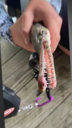 Cool fishing edit ✌🏻