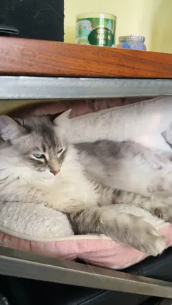 RAGDOLL cat
