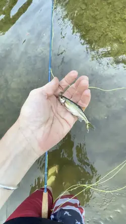 Catching a feesh