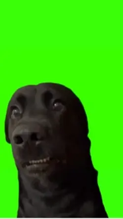 Dog meme 
