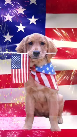 Patriotic Puppy 