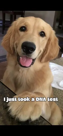 DNA test