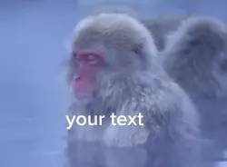 meditating moneky