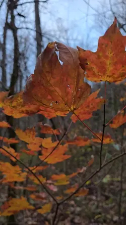 Thanksgiving
