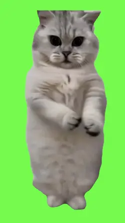 Cat dancing 