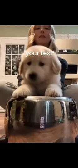 Drummer dog