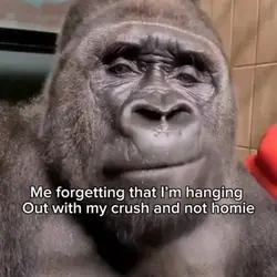 Gorilla farting