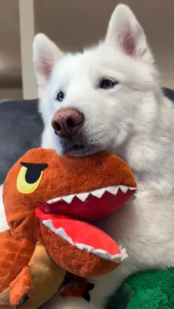 Supermodel pup