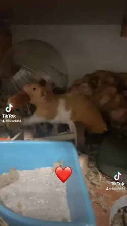 Hamster