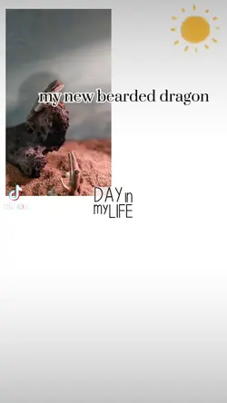my new bearded drago