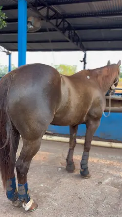 Cavalos 