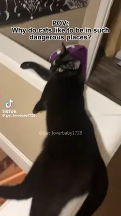 Funny catsss