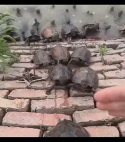 ninja turtles