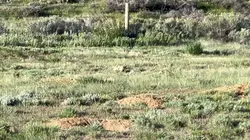 Animal pelea