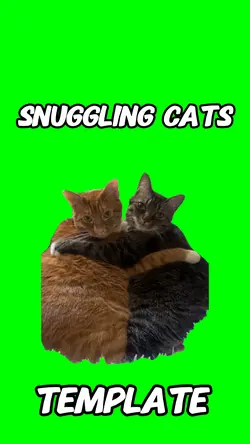 Snuggling cats 