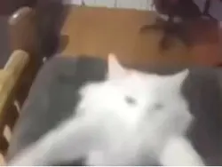 Cat dance