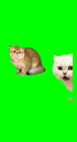 Cats fighting 