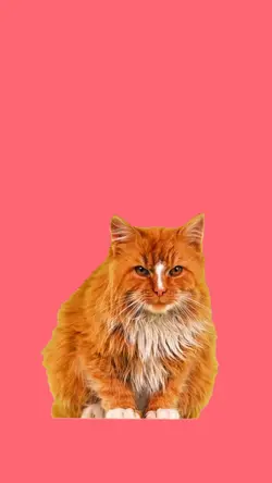Sad kitty meme
