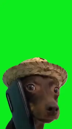 Dog calling 