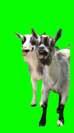 Laughing Goats Meme