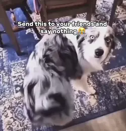 Gyatt dog
